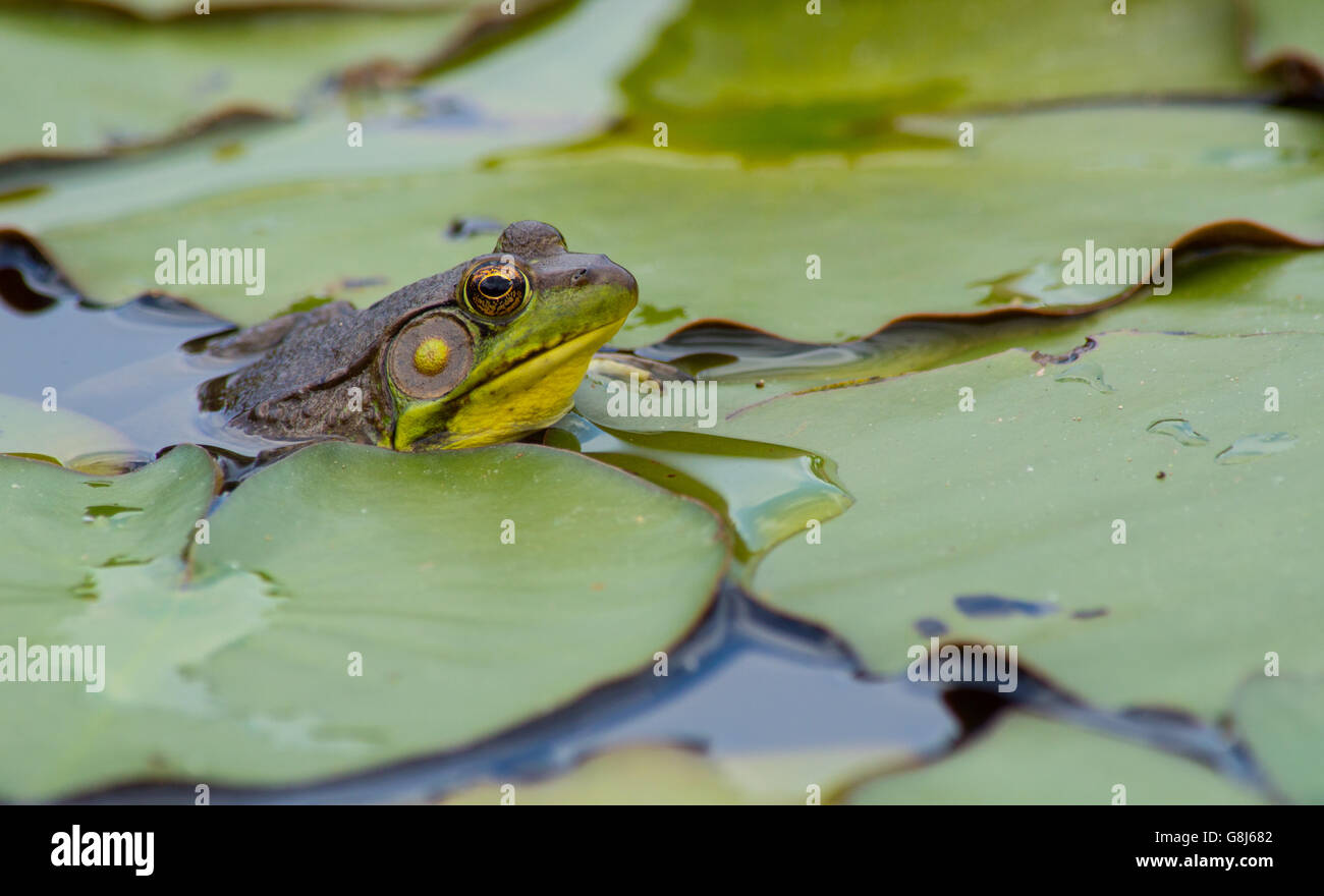 Green frog (Lithobates clamitans) peeking through lily leaves Stock Photo