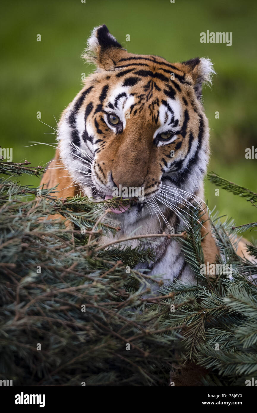 Female Bengal tiger Tiana chews Christmas tree pine needles at Noah's Ark Zoo Farm, North Somerset, where animals are being given unsold Christmas trees as part of their animal enrichment programme. Stock Photo