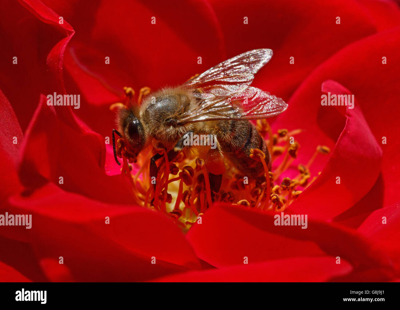 close up of bee inside red rose Stock Photo