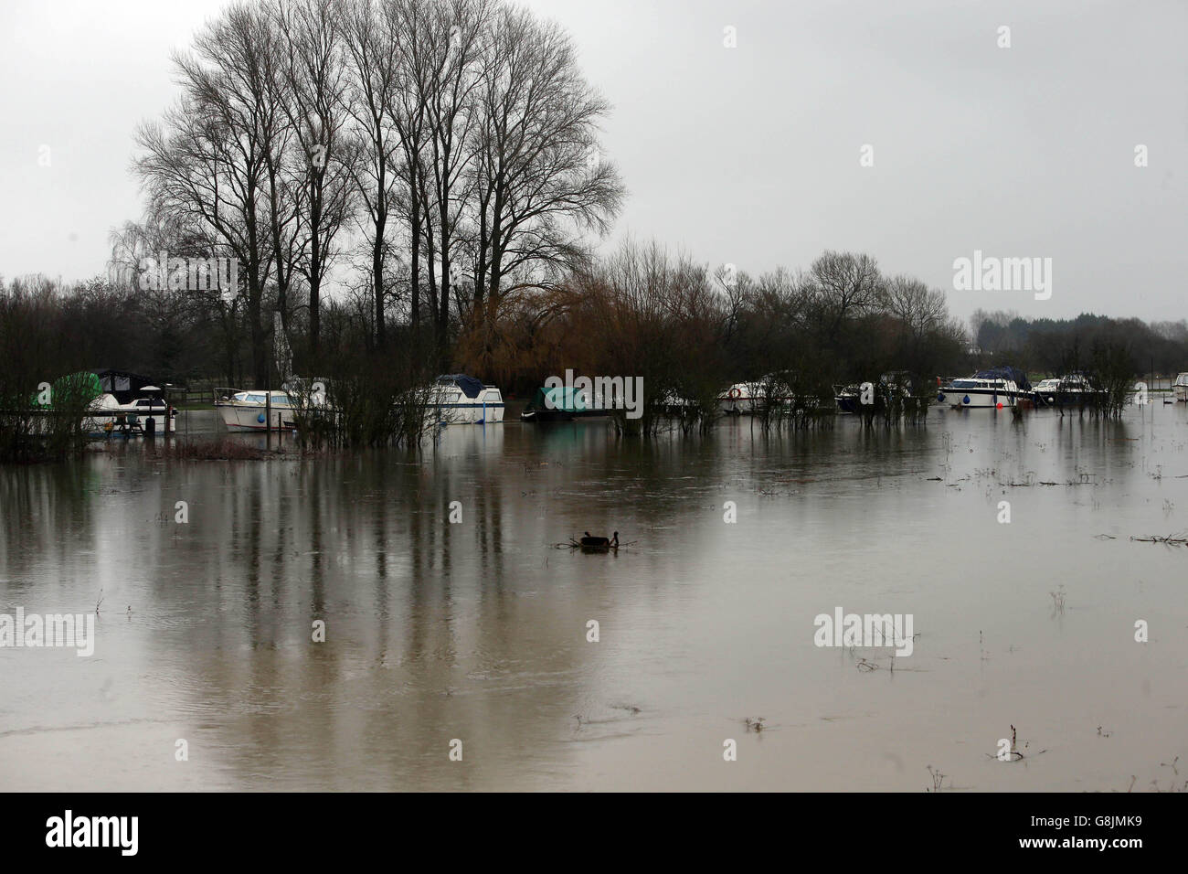 The river Thames has burst its bank at Newbridge West Oxfordshire following heavy rainfall. Stock Photo