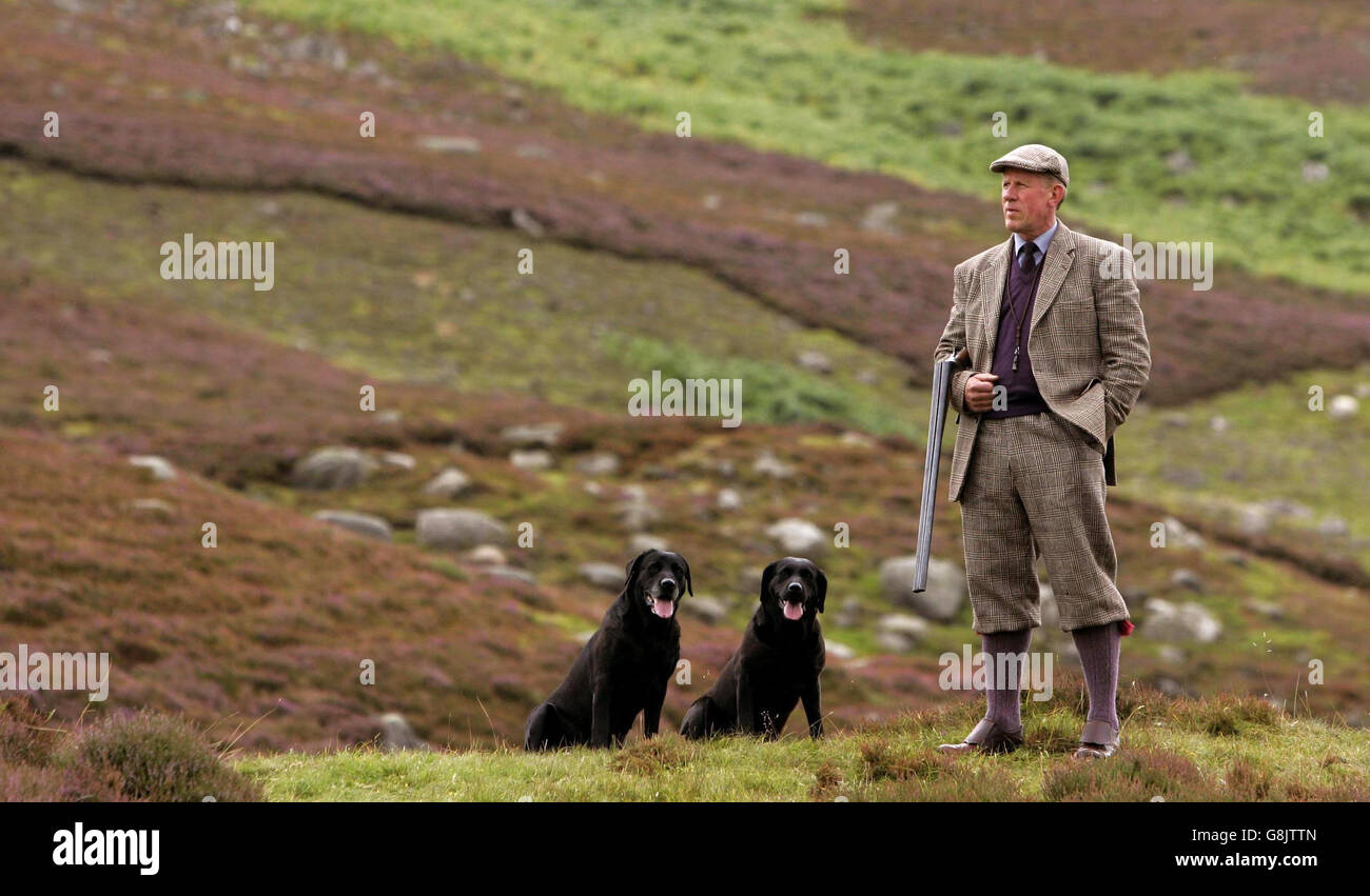 Head gamekeeper Mike Nisbet with his dogs Isla and Jinty on the Tarabuckle beat on the Airlie Estate in Angus. The numbers of grouse are set to be the lowest in Scotland for ten years due to a combination of cold wet weather, disease and tic infestation. The grouse shooting season starts tommorow. Stock Photo