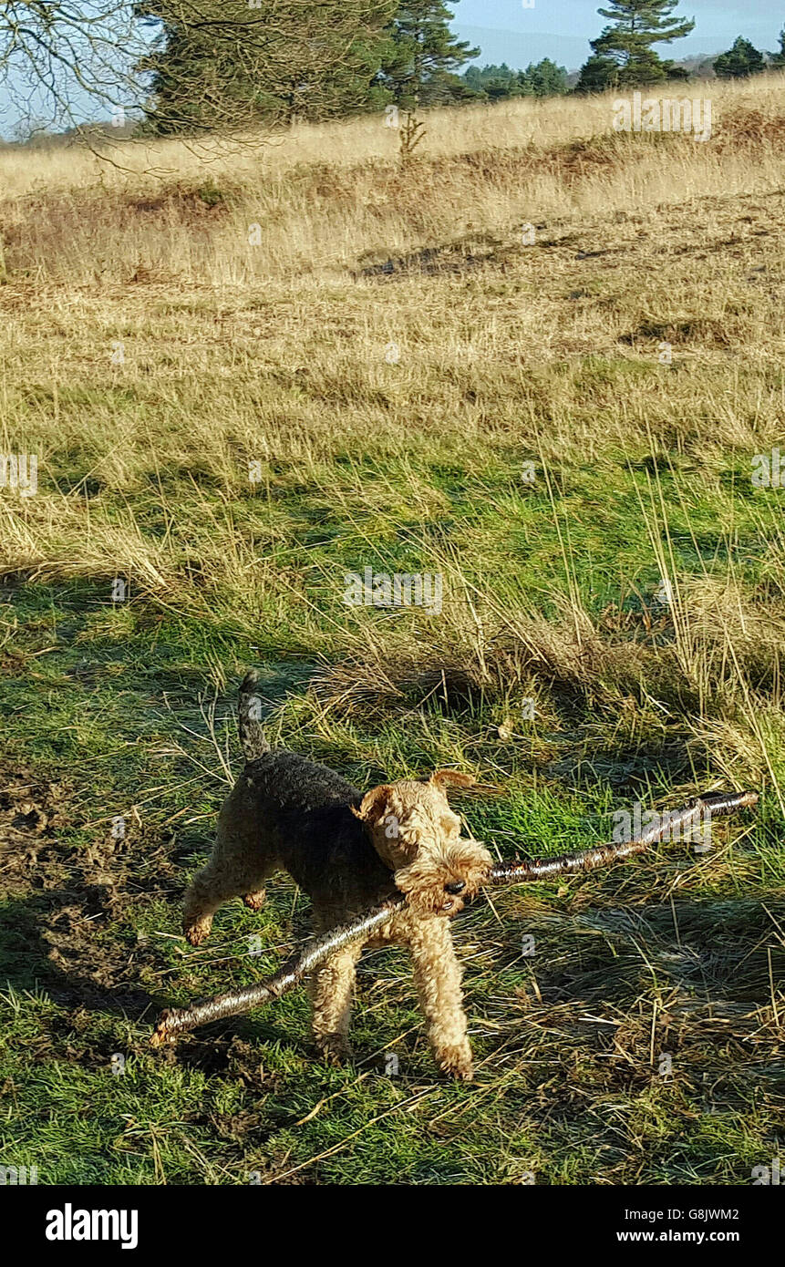 Dylan the welsh terrier carries a stick in his mouth hires stock