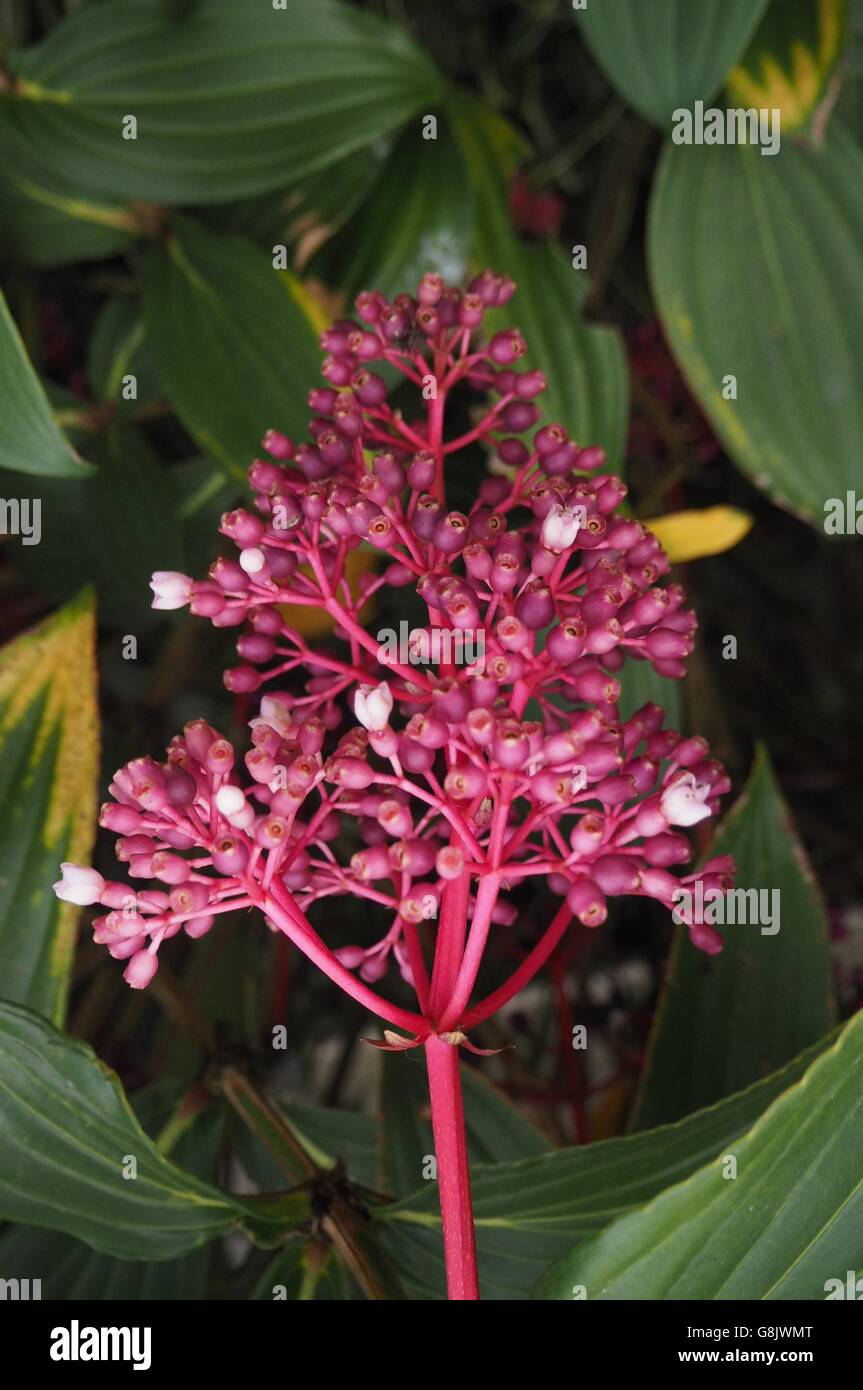Most beautiful flower hi-res stock photography and images - Alamy