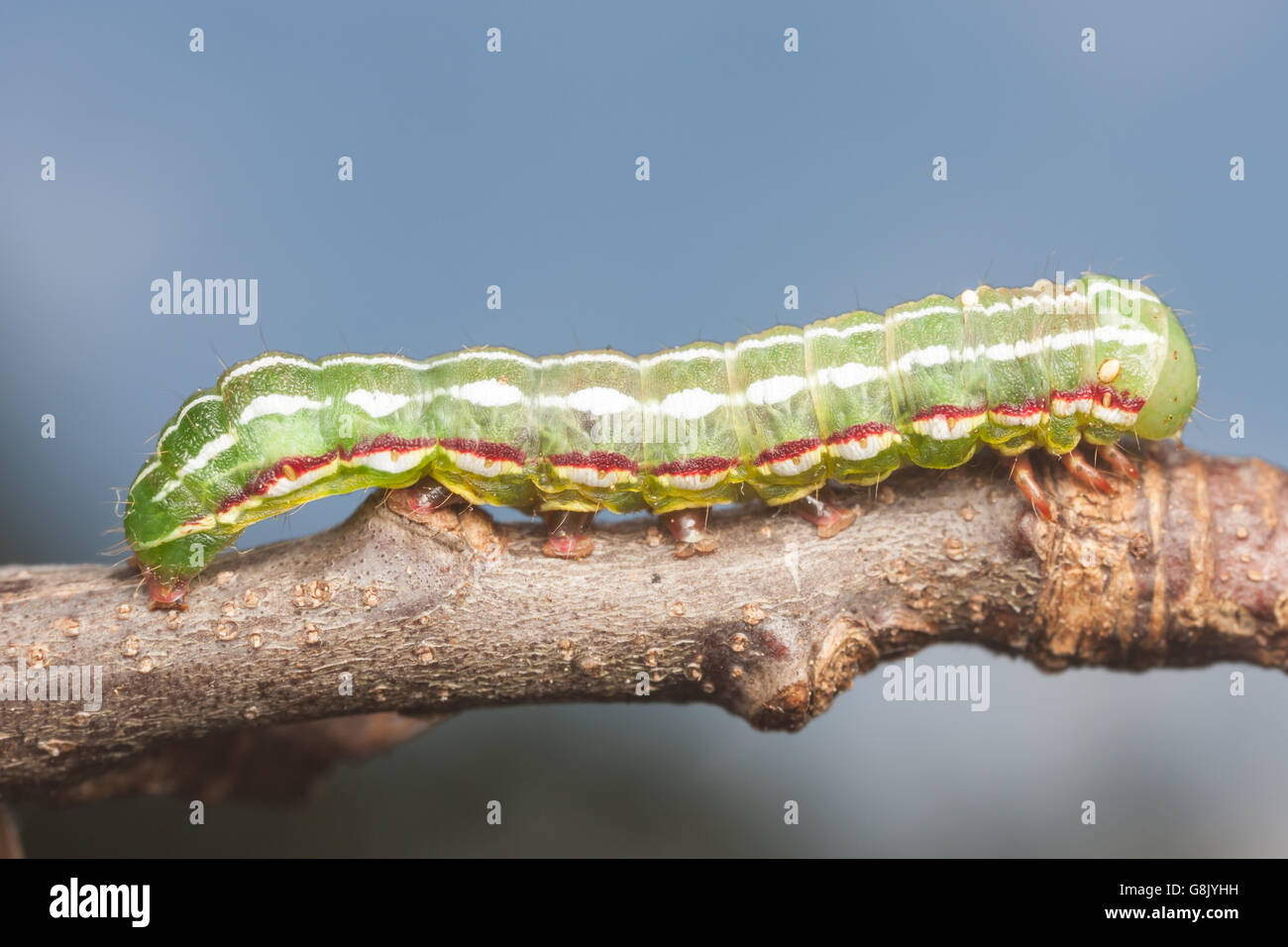 A Major Sallow Moth (Feralia major) caterpillar (larva) moves across a twig. Stock Photo