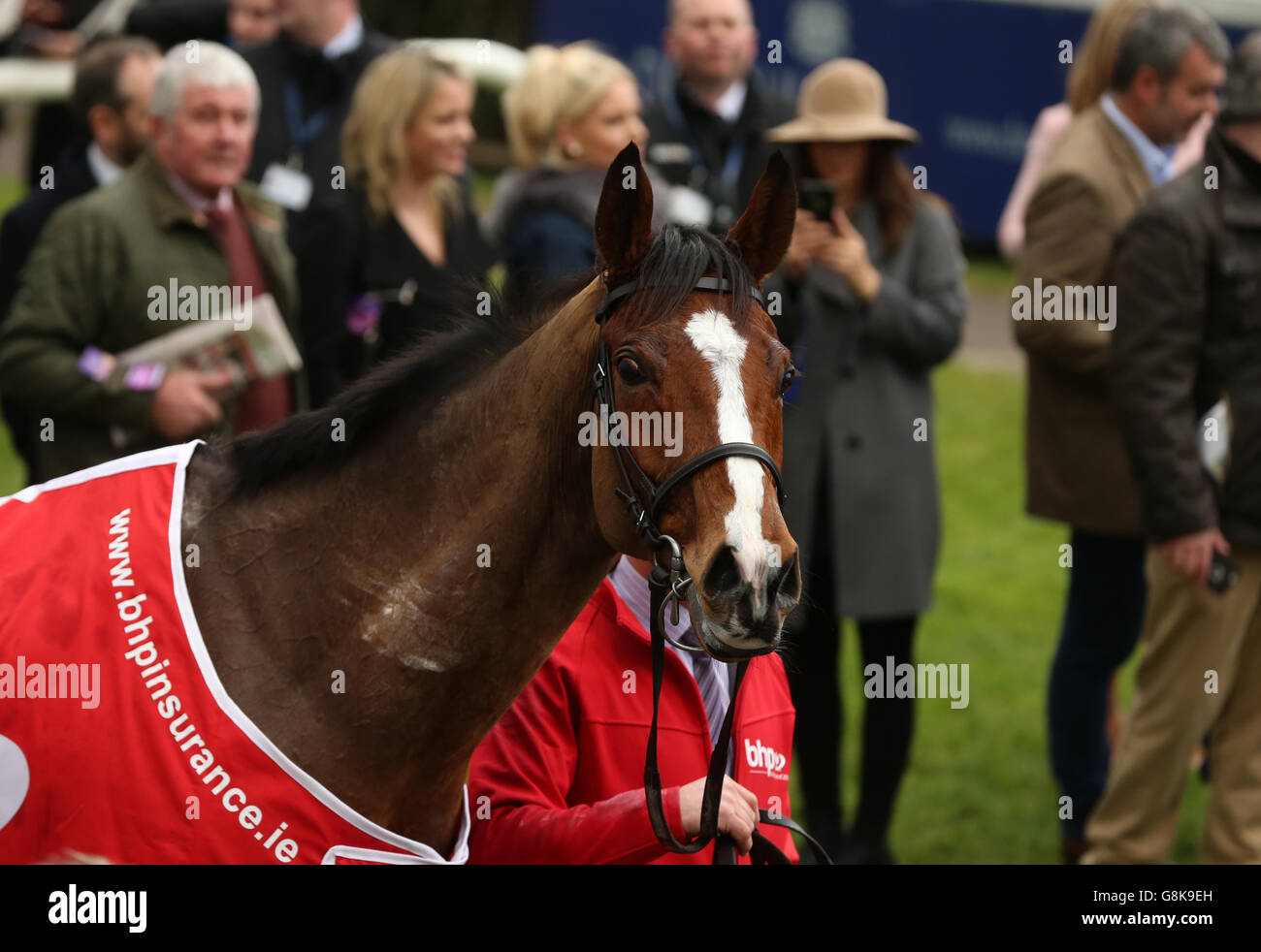 Faugheen in the parade ring after winning The BHP Insurances Irish Champion Hurdle during the BHP Insurances Irish Champion Hurdle day at Leopardstown Racecouse, Dublin. Stock Photo
