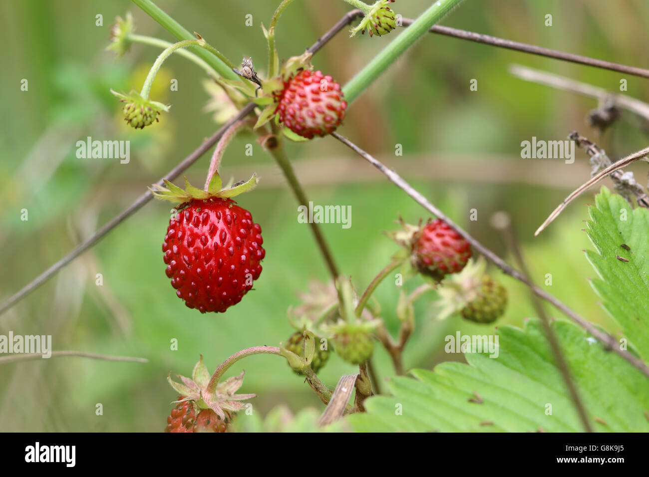 Wild berry plant hi-res stock photography and images - Alamy