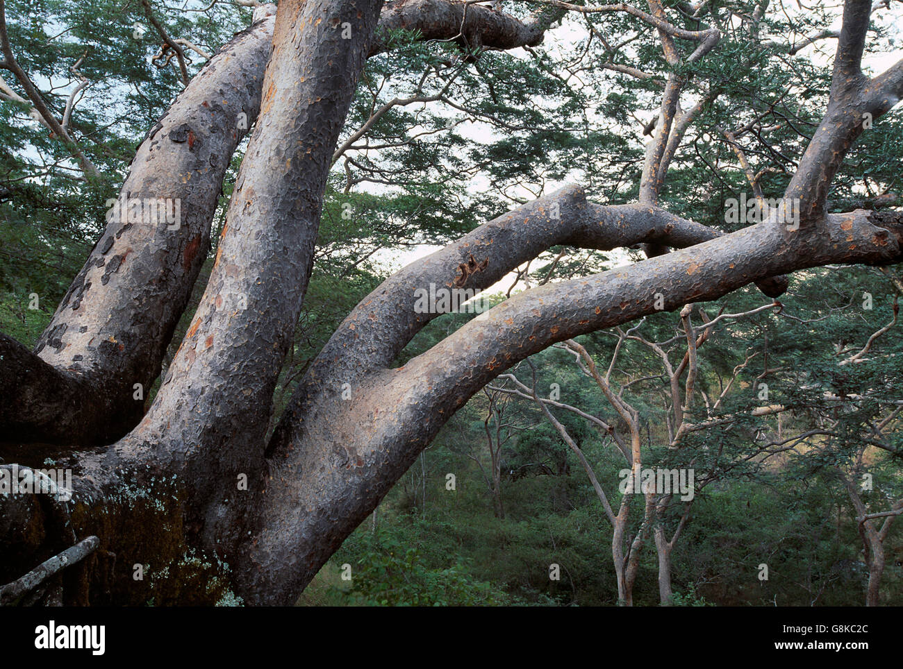 Acacia trees on mountain, Chizarira National Park, Zambia/Zimbabwe. Stock Photo