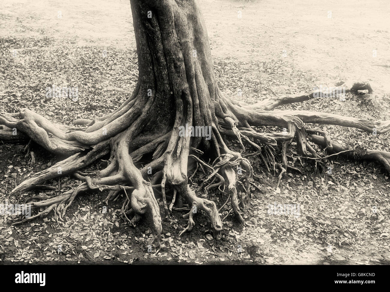Inosculating water pear tree roots on river bank, Kafue National Park