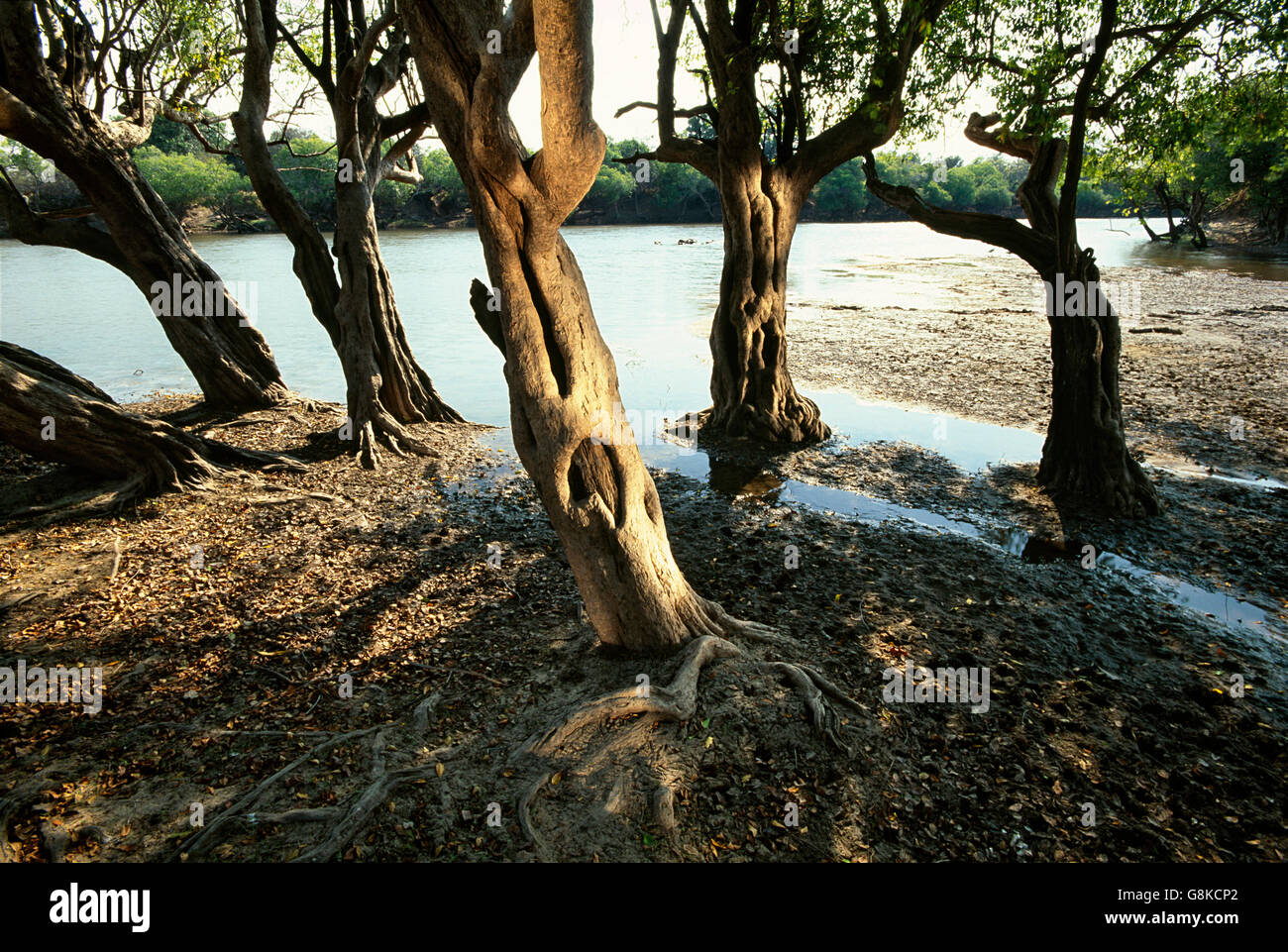 Inosculating entwining waterpear trees on Lufupa River bank, Kafue National Park, Eastern Province, Zambia. Stock Photo