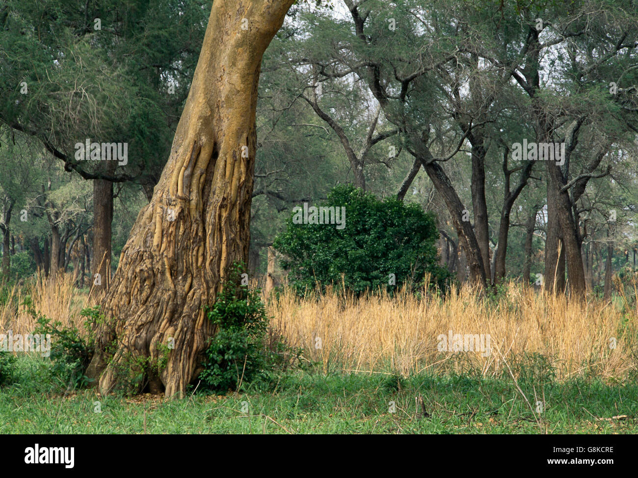 Fig tree near the Save River, Gonarezhou National Park, Zimbabwe. Stock Photo