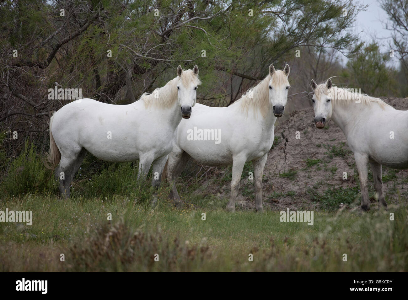 three-white-horses-camargue-france-stock-photo-alamy