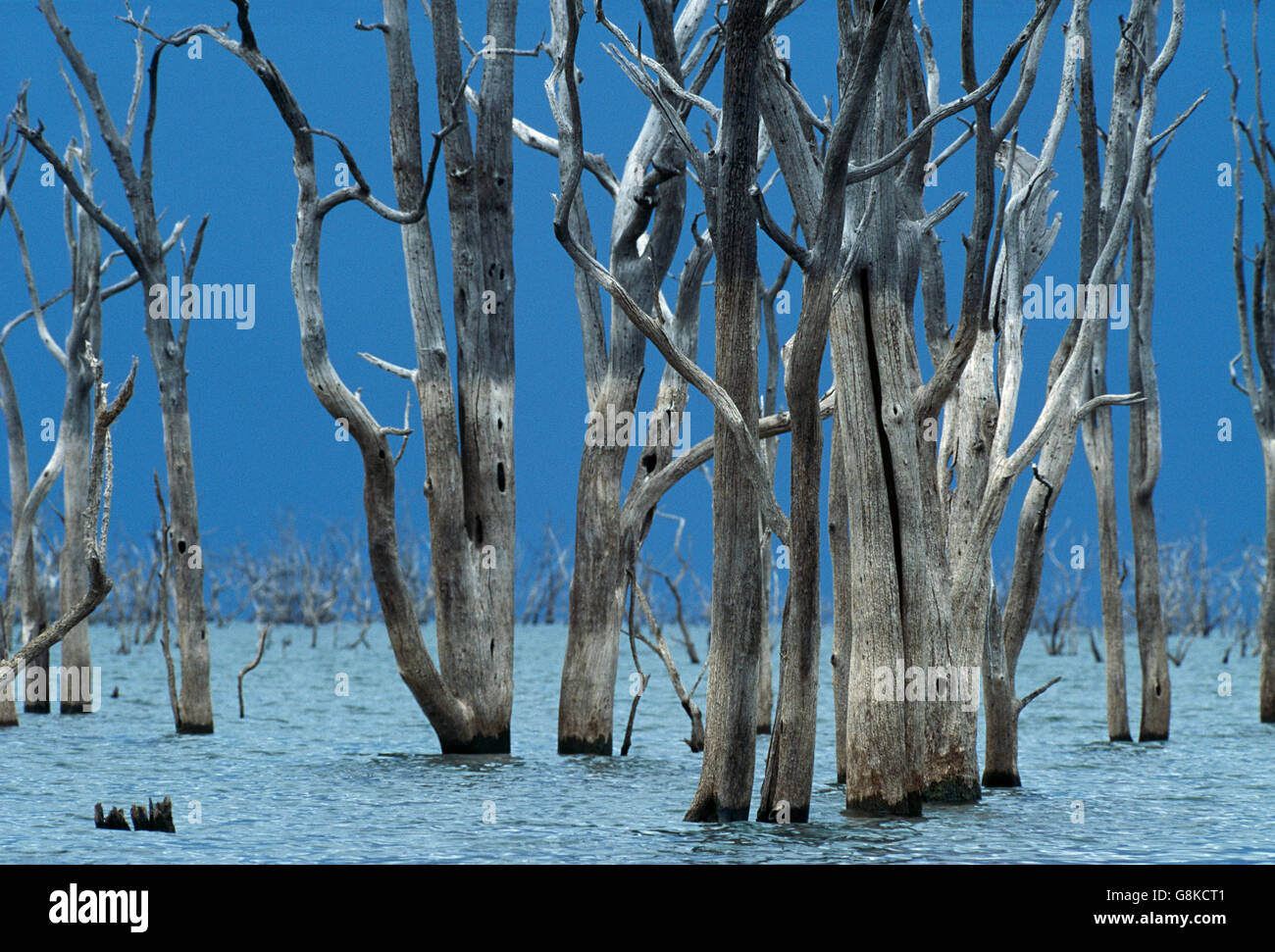 Dead hydroponic trees in Lake Kariba just before the storm, Zimbabwe. Stock Photo