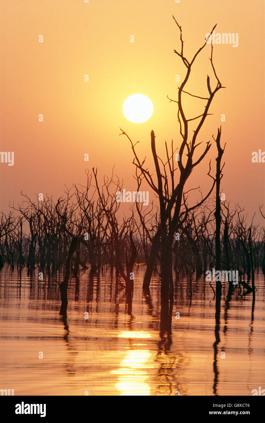 Dead hydroponic trees in Lake Kariba during sunset, Zimbabwe. Stock Photo