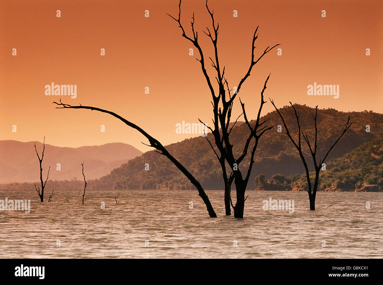 Dead hydroponic trees in Lake Kariba, Sanyati West, during sunset, Zimbabwe. Stock Photo