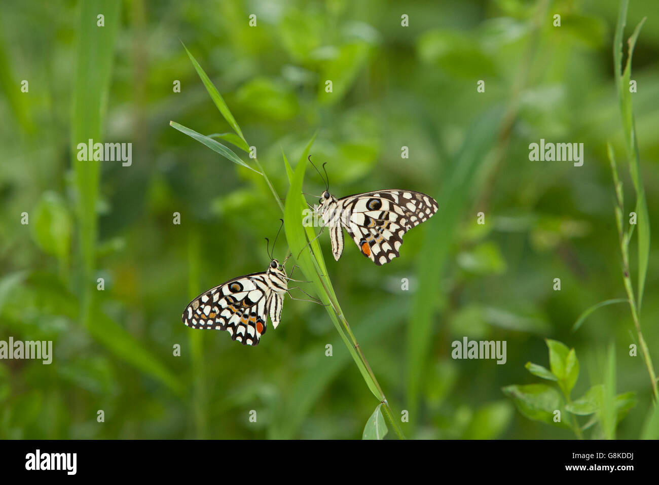 Lime butterfly at the Andhari Tadoba Tiger Reserve in Vidharbha near