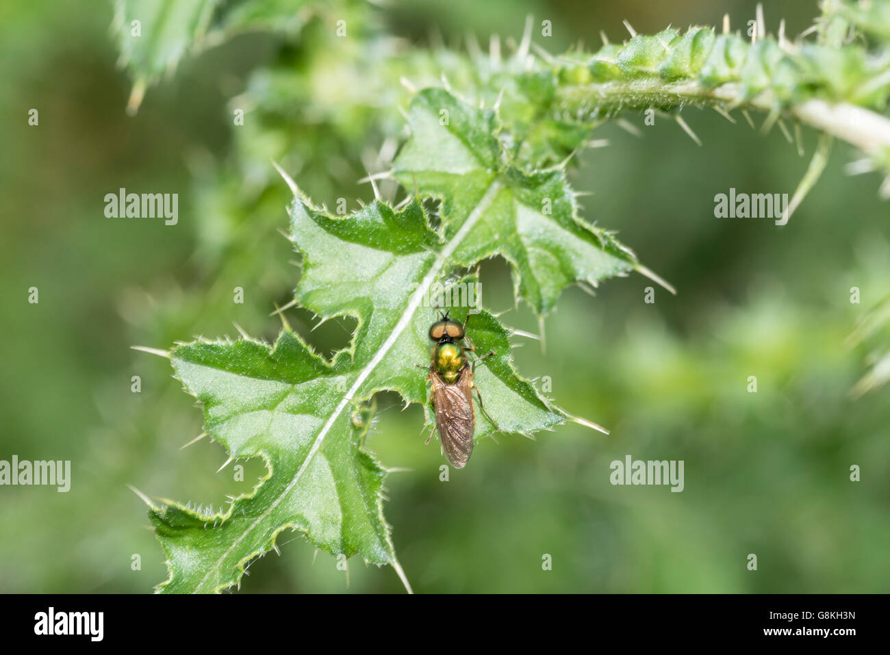 A Broad Centurion Soldier Fly perched on a thistle leaf Stock Photo