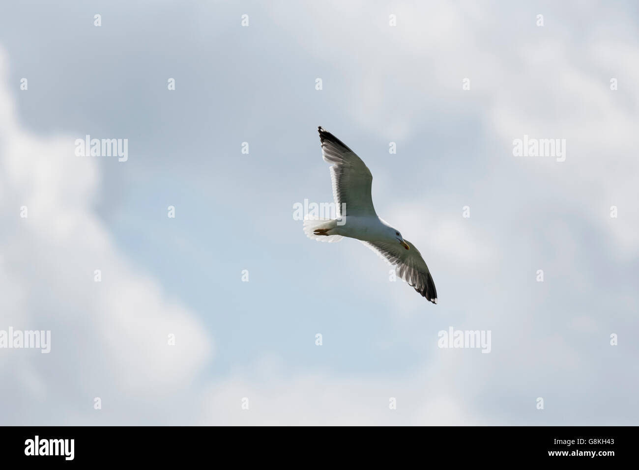 A Great Black-backed Gull (Larus marinus) flying Stock Photo