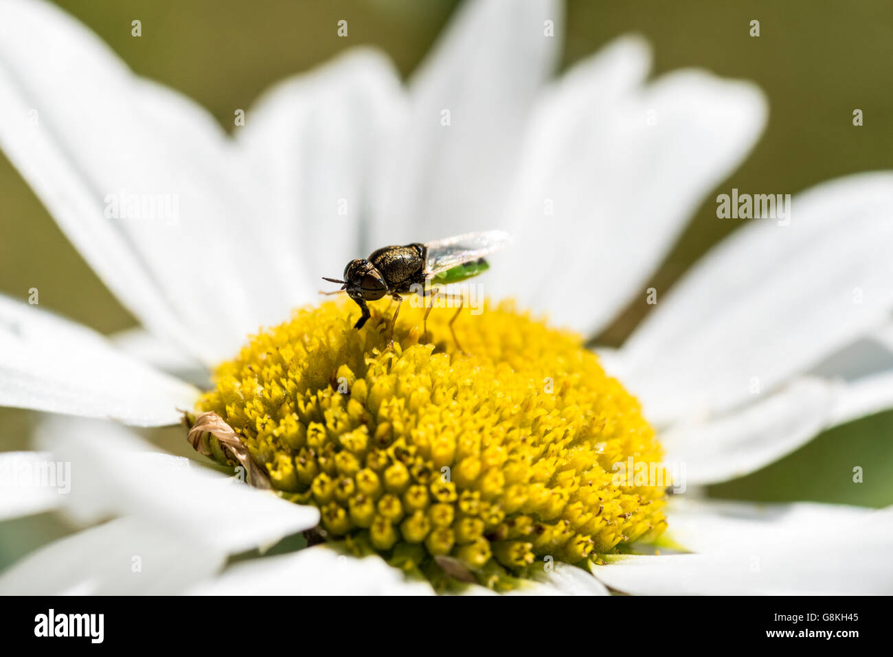 A Green Colonel Soldier Fly feeding on a ox-eyed daisy flower Stock Photo