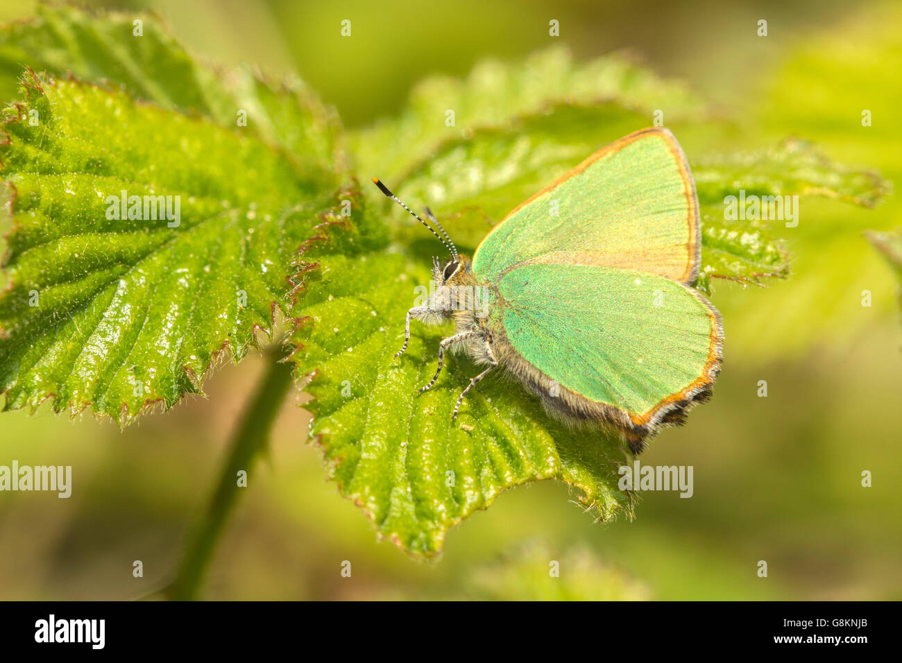 Green Hairstreak butterfly(Callophrys rubi) Stock Photo