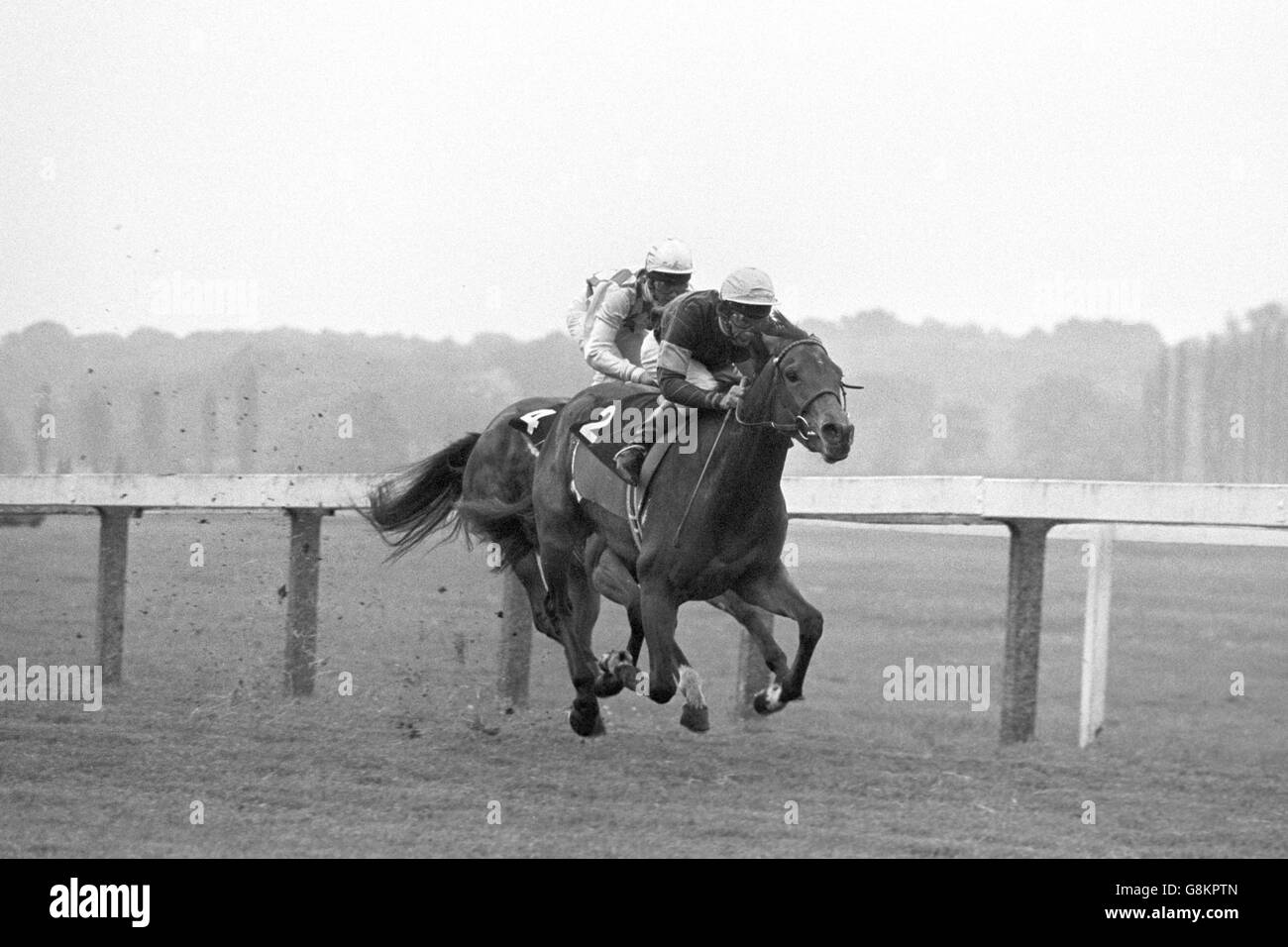 Lester Piggott on Circus Plume (no.2) winning today's Sir Charles Clore Memorial Stakes at Newbury, followed by Walter Swinburn on Leipzig. Third was Ballinderry, ridden by Pat Eddery. Stock Photo
