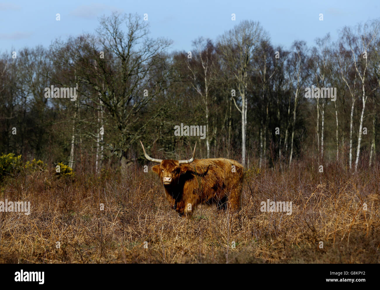 A highland cow grazes on heath land near Ashford in Kent Stock Photo ...
