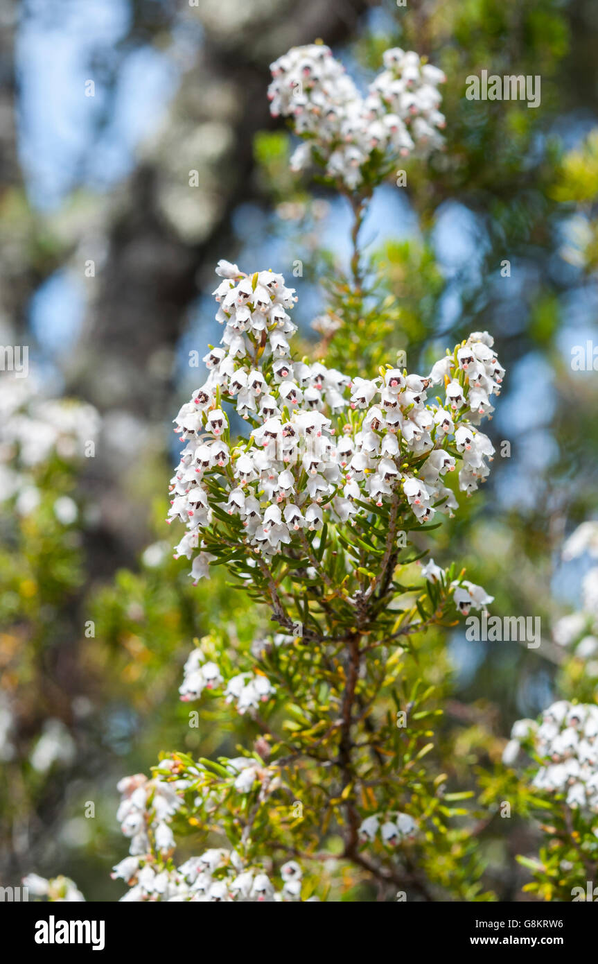 Flowers of Tree Heath, Erica arborea. Photo taken in Toledo Mountains, Ciudad Real Province, Spain Stock Photo