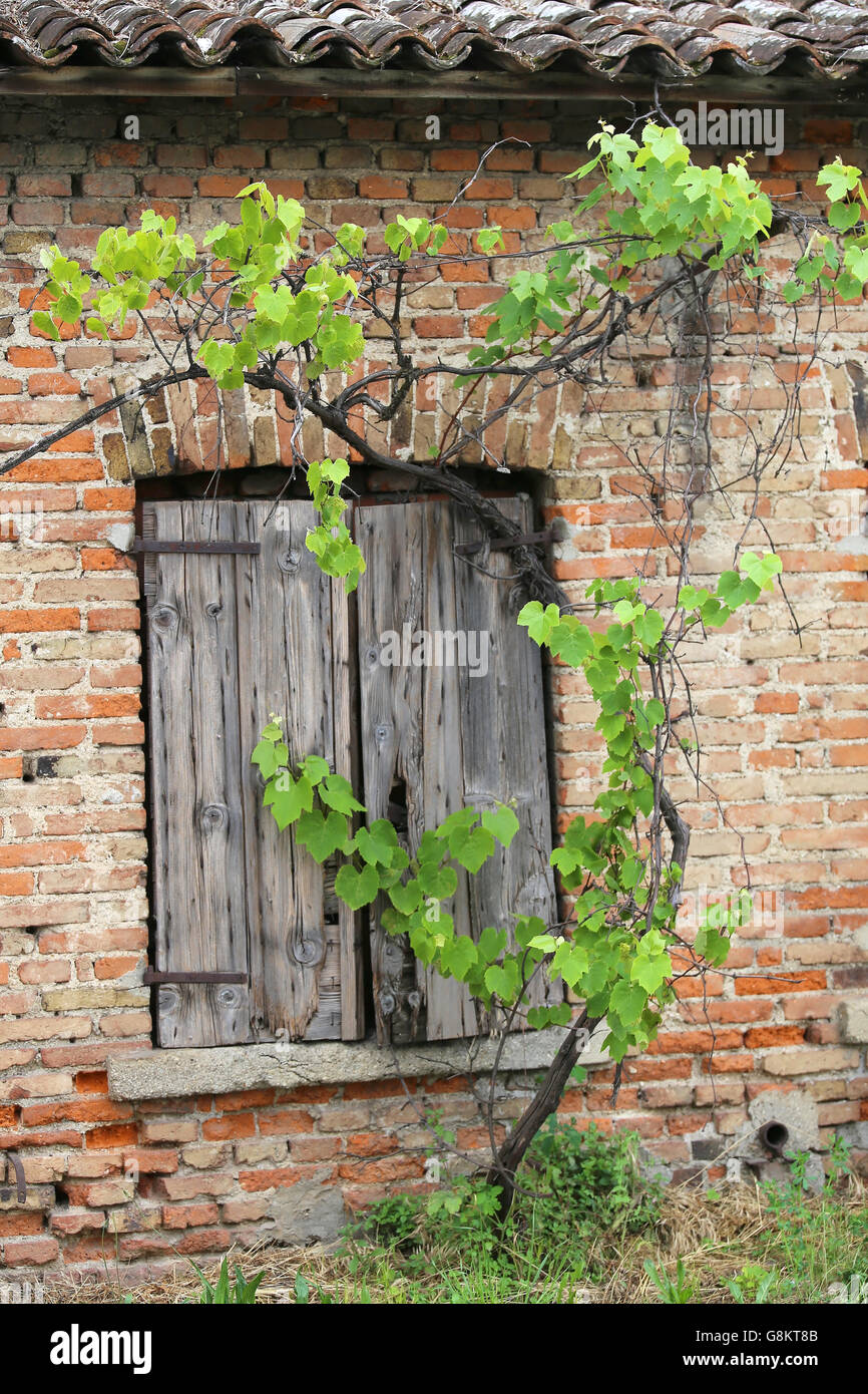 Old brick wall with wooden window frames of the house in the middle of ...