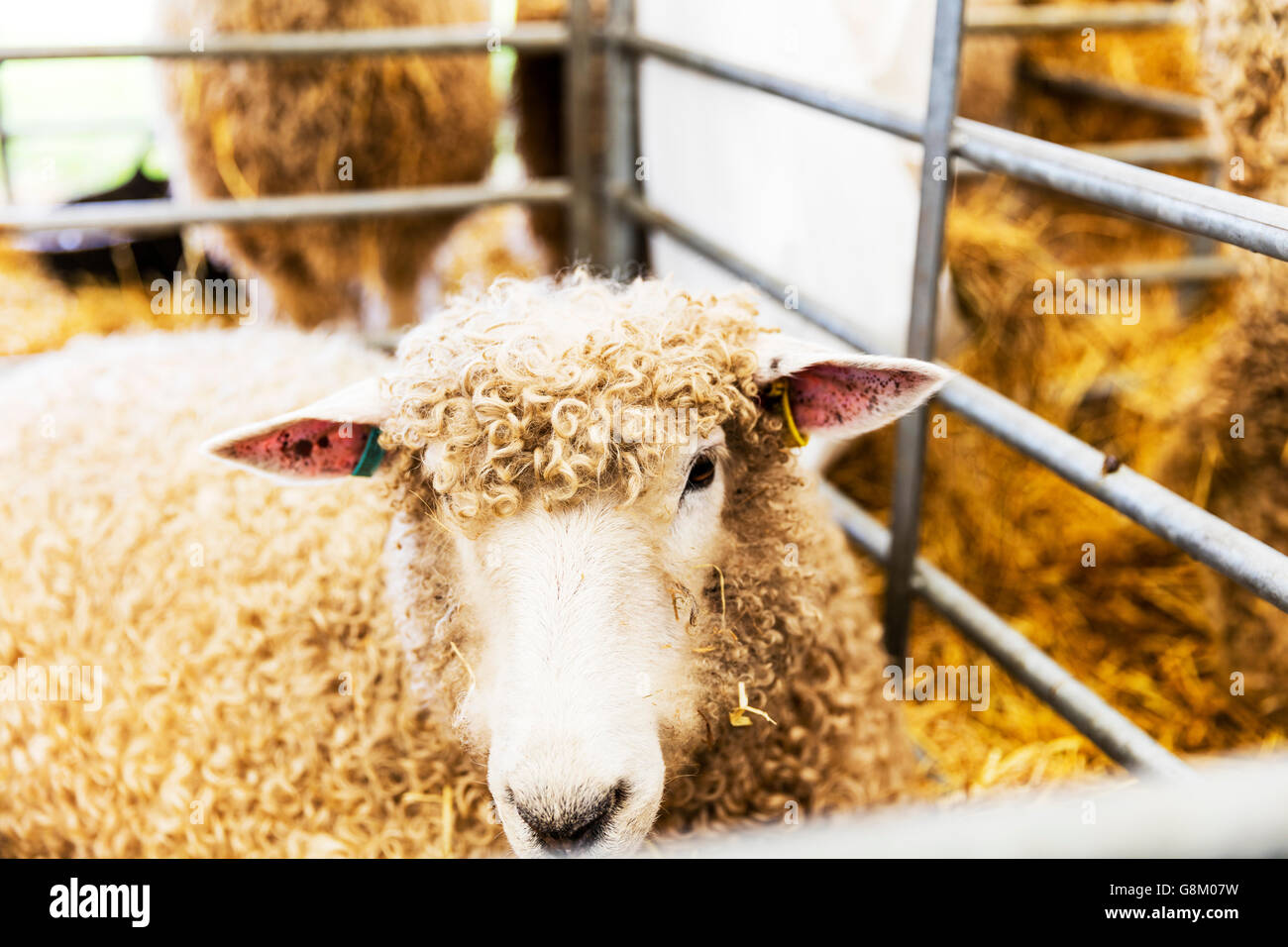 Lincoln longwool sheep farm animal livestock in cage caged UK England