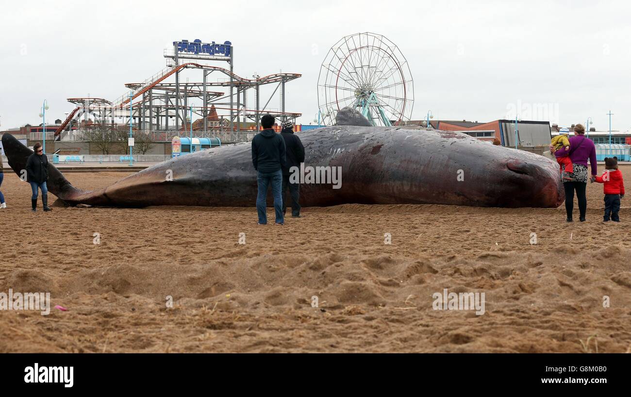 Dead sperm whale which washed up on skegness beach in lincolnshire hi