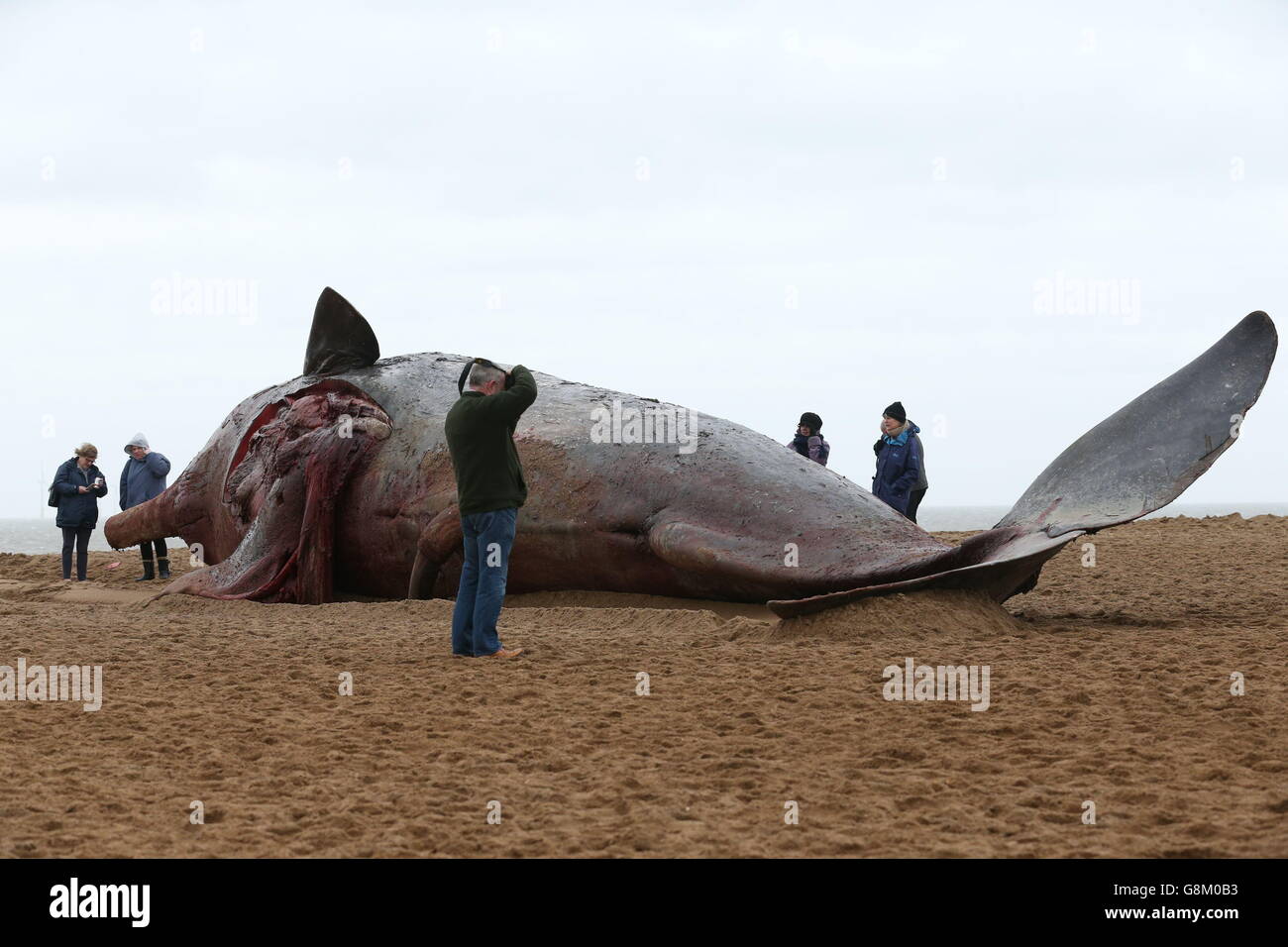 Dead sperm whale which washed up on skegness beach in lincolnshire hi