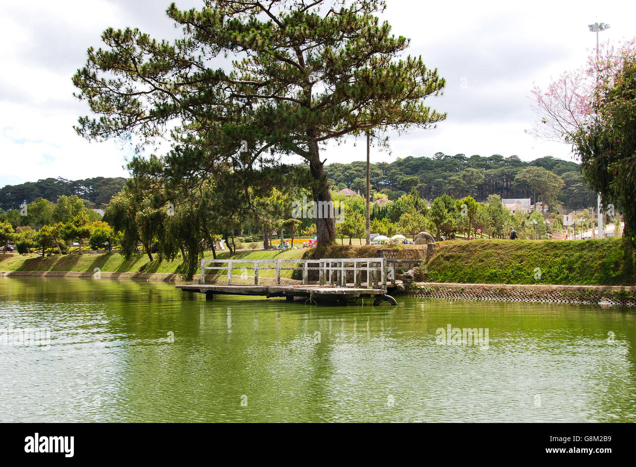 A pine tree near the lakeside Stock Photo - Alamy