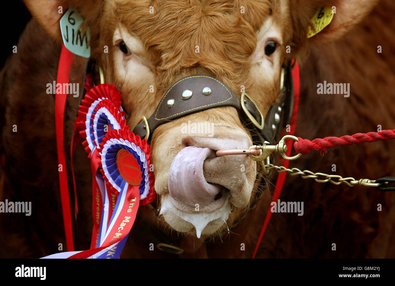 A champion Limousin Bull in its pen during the third and final day of the Stirling Bull Sale at United Auctions in Stirling, Scotland. Stock Photo