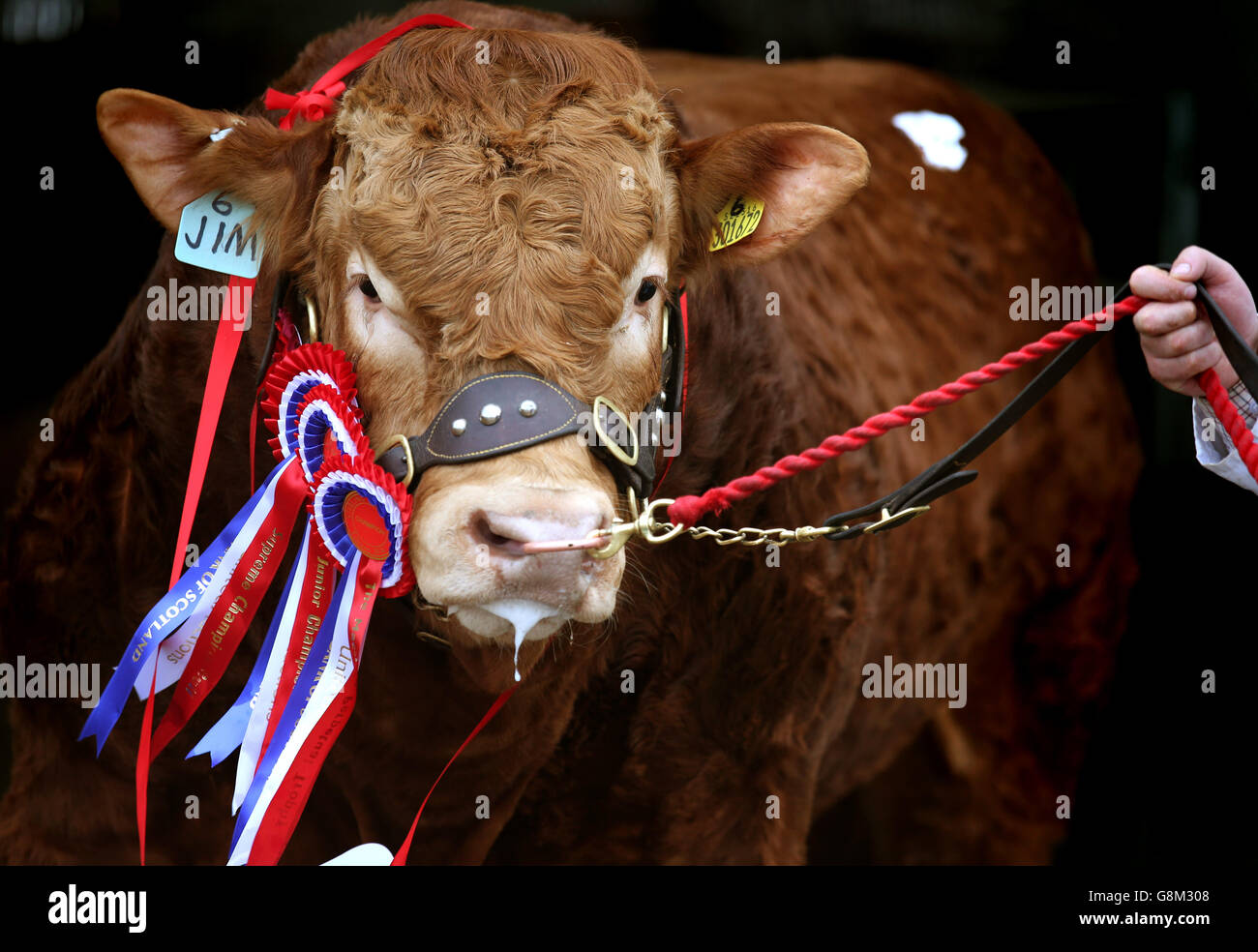 A champion Limousin Bull in its pen during the third and final day of the Stirling Bull Sale at United Auctions in Stirling, Scotland. Stock Photo