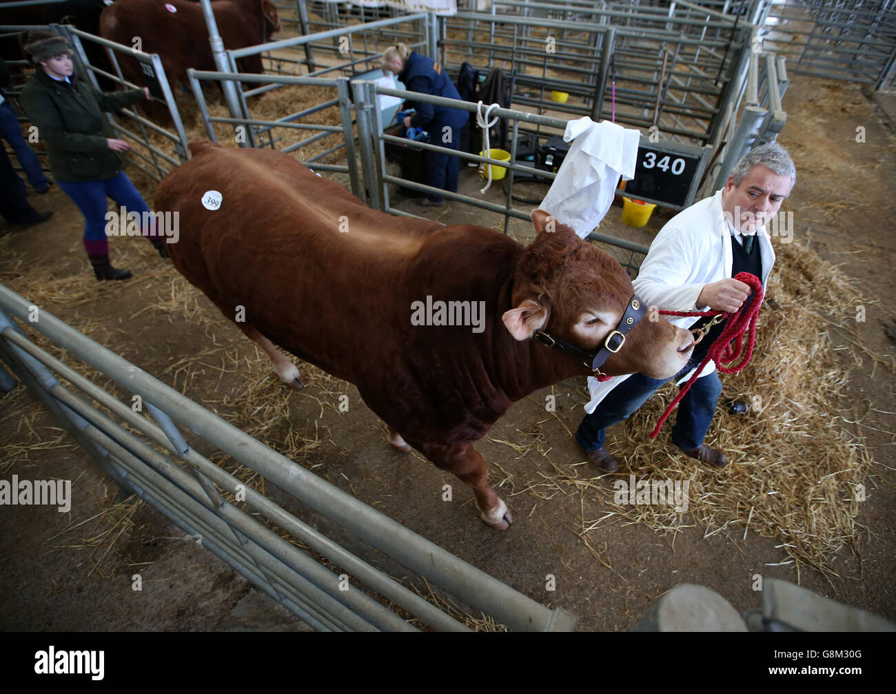 A Limousin Bull is moved from its pen during the third and final day of the Stirling Bull Sale at United Auctions in Stirling, Scotland. Stock Photo