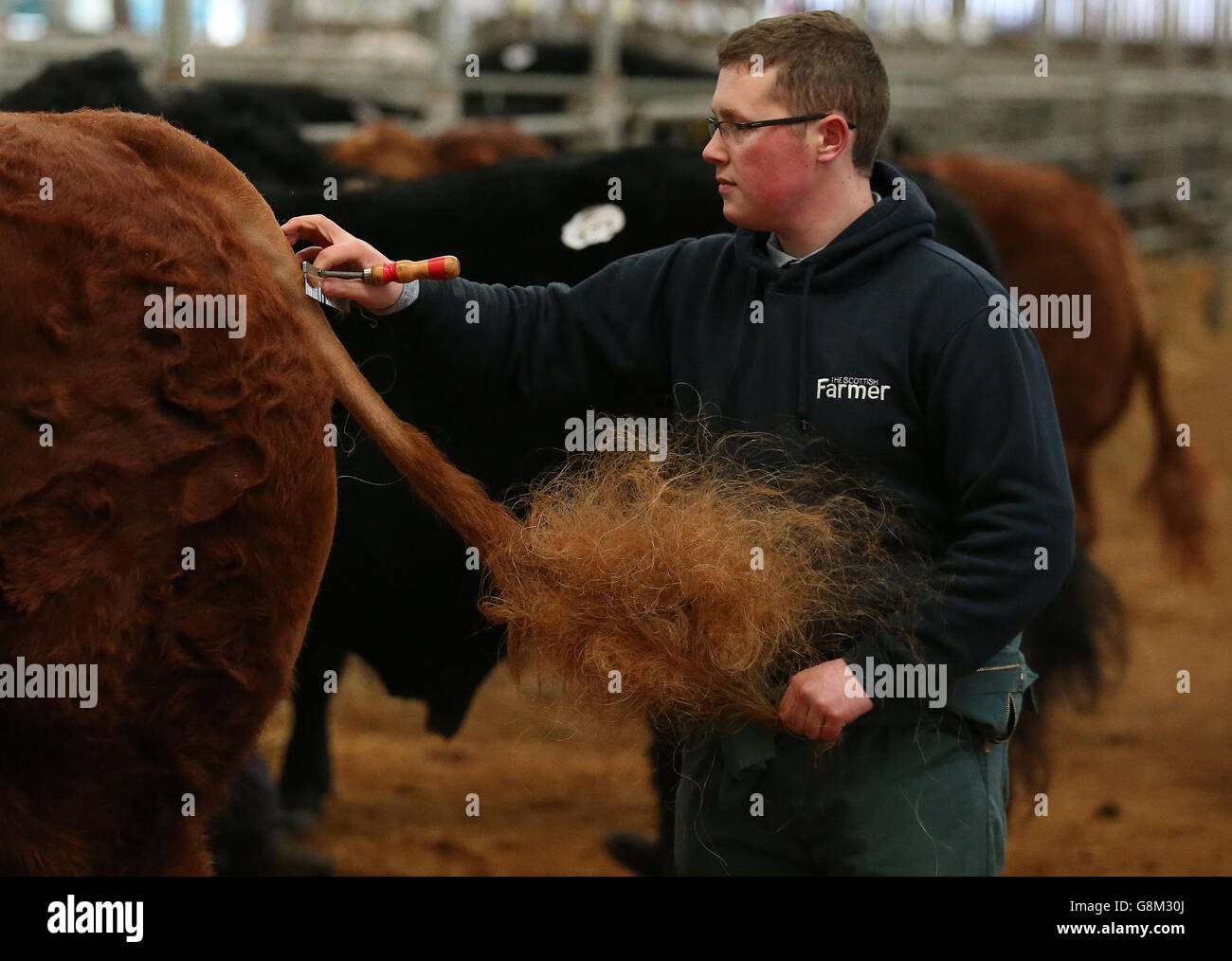 A Limousin Bull is prepared in its pen during the third and final day of the Stirling Bull Sale at United Auctions in Stirling, Scotland. Stock Photo