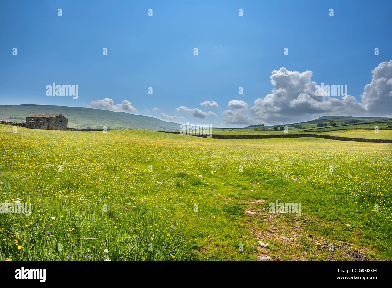 Wildflowers across a meadow on a sunny day Stock Photo