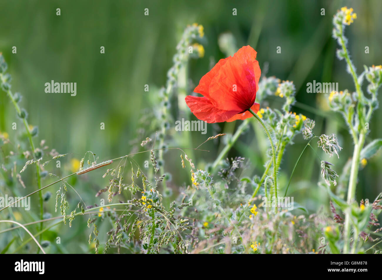 Single wild poppy in tall grass with caterpillar Stock Photo