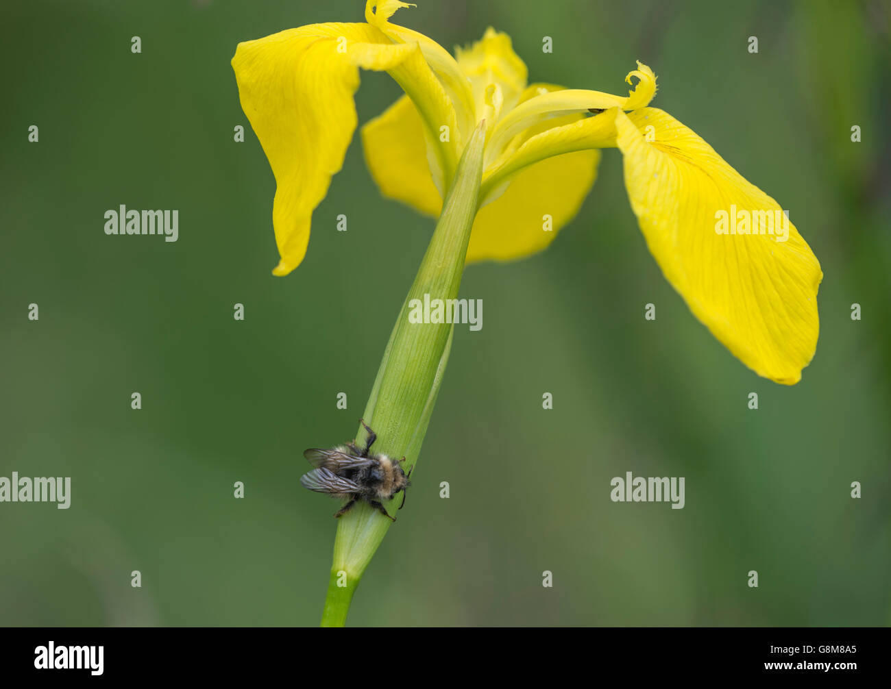 Wild bee climbing over a large yellow iris flower Stock Photo