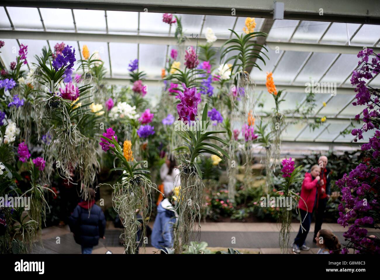 Visitors%20look%20at%20an%20orchid%20display%20at%20Kew%20Gardens%20in%20London,%20as%20they%20are%20%20adopting%20a%20Brazilian%20theme%20in%20the%20run%20up%20to%20the%20Rio%20Olympics%20with%20their%20%20annual%20orchid%20festival%20aiming