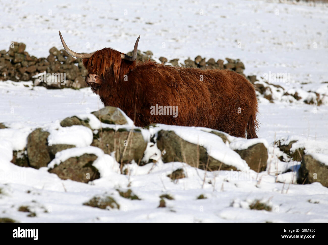 A highland cow on the snow covered hills of the Carron Valley in