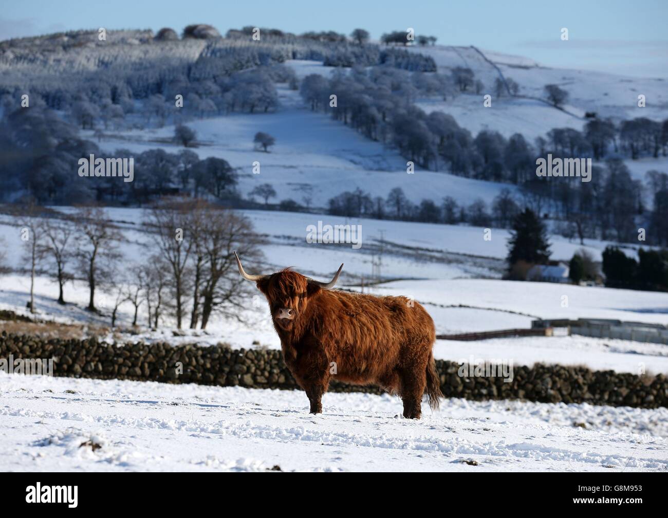 A highland cow on the snow covered hills of the Carron Valley in