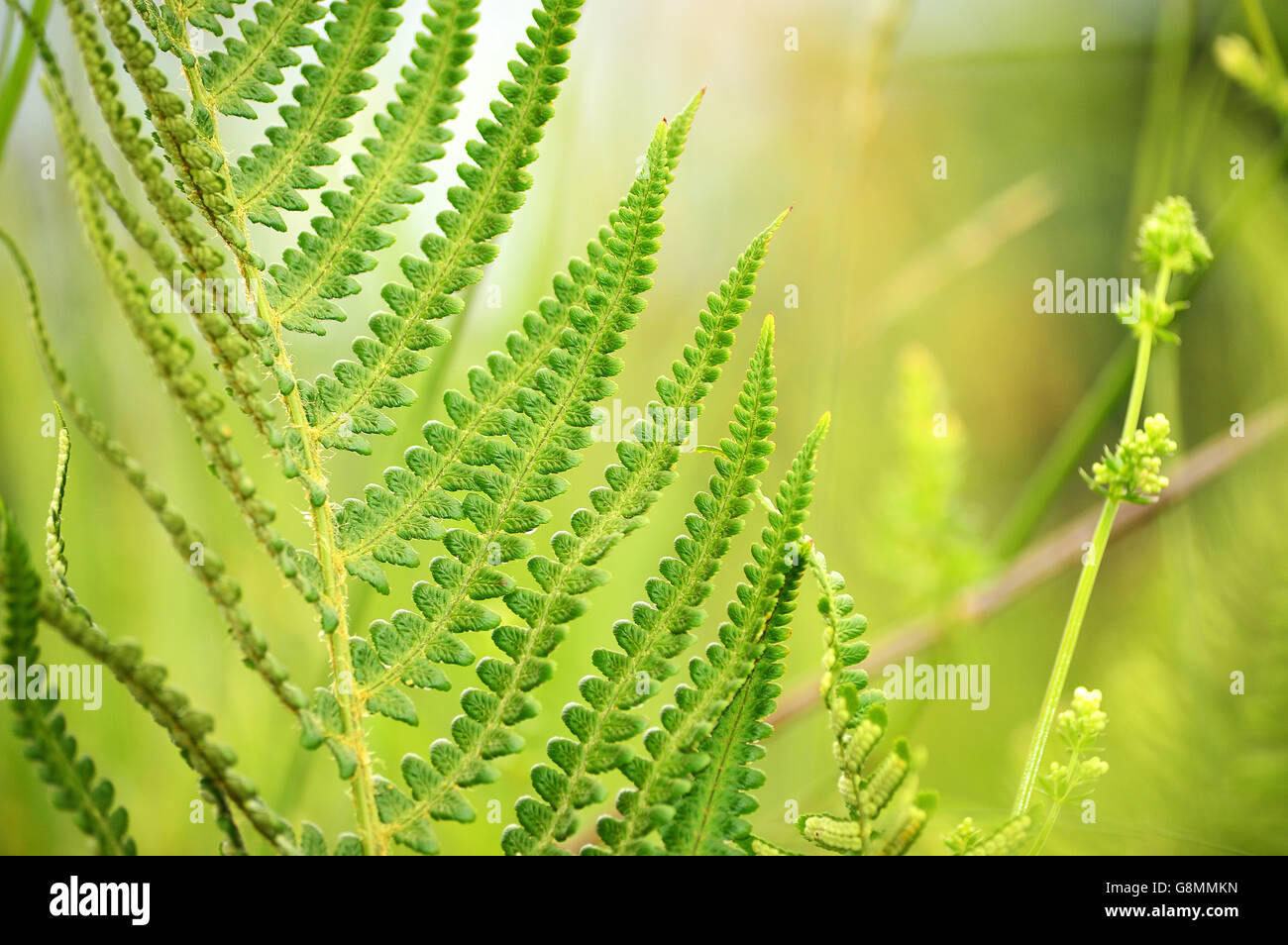Green fern against pale green background Stock Photo