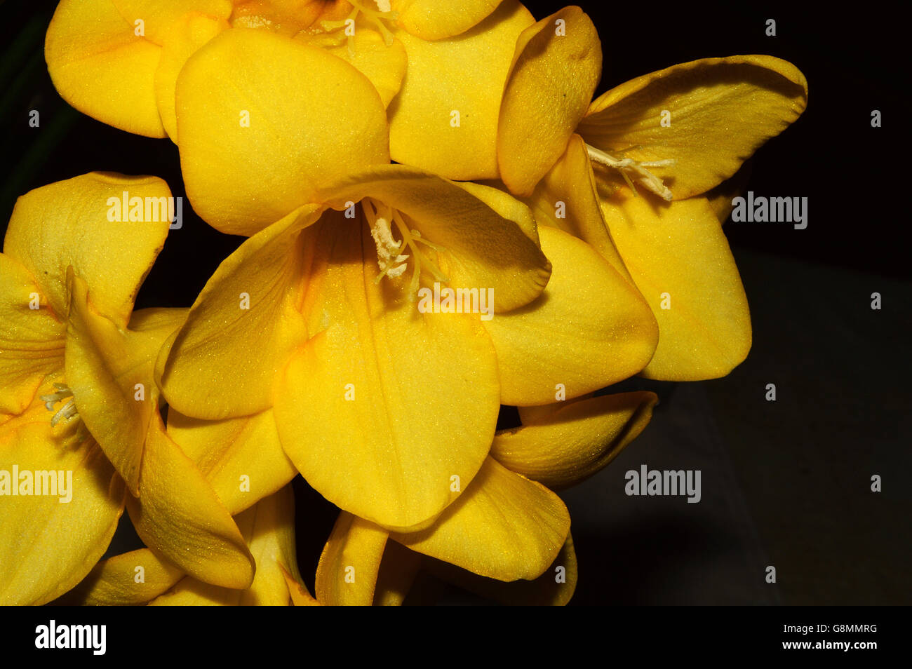 Yellow Freesia bloom close-up Stock Photo