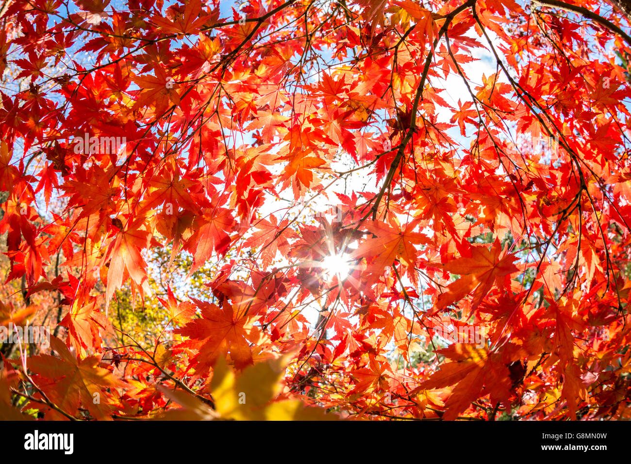 Yellow, orange and red autumn leaves in beautiful fall park Stock Photo