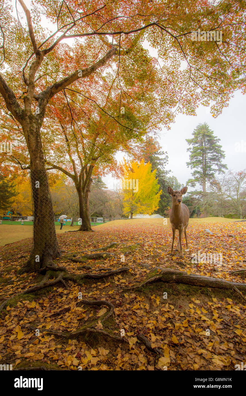 Wild deer roam free in Nara Park Stock Photo Alamy