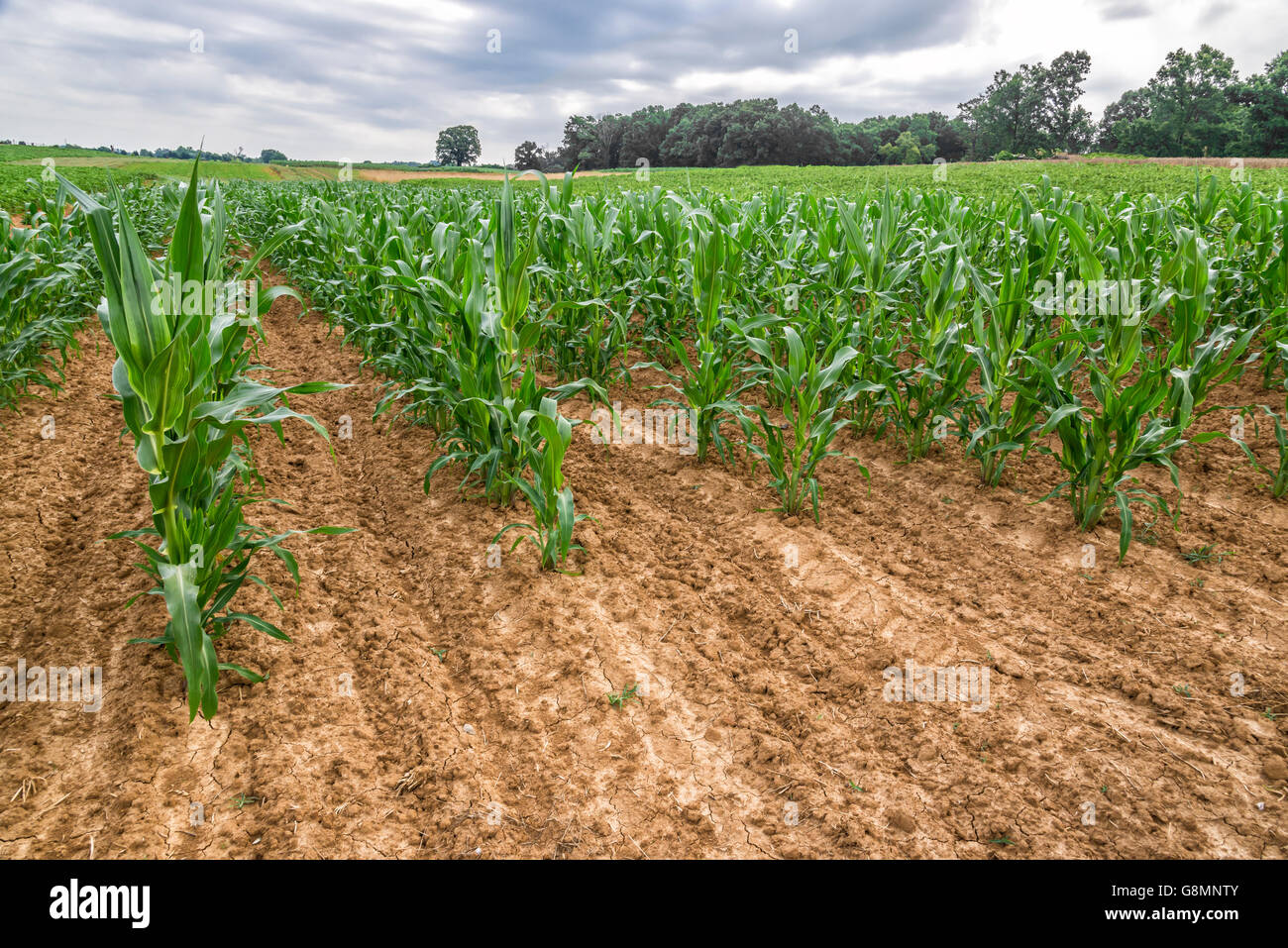 Corn growth stages hires stock photography and images Alamy