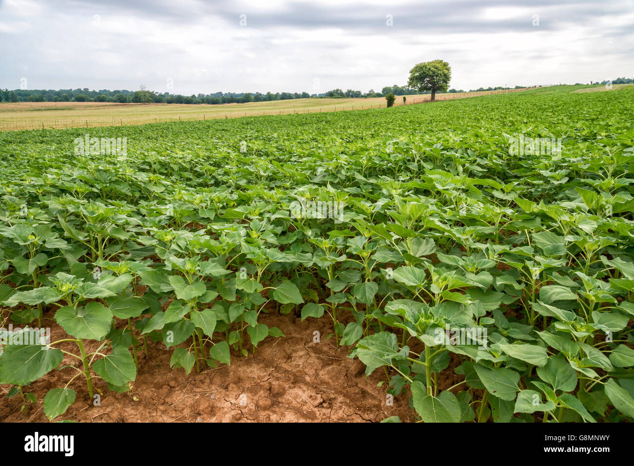 Sunflower Crops In Early Stages In Large Field Horizontal Shot Stock