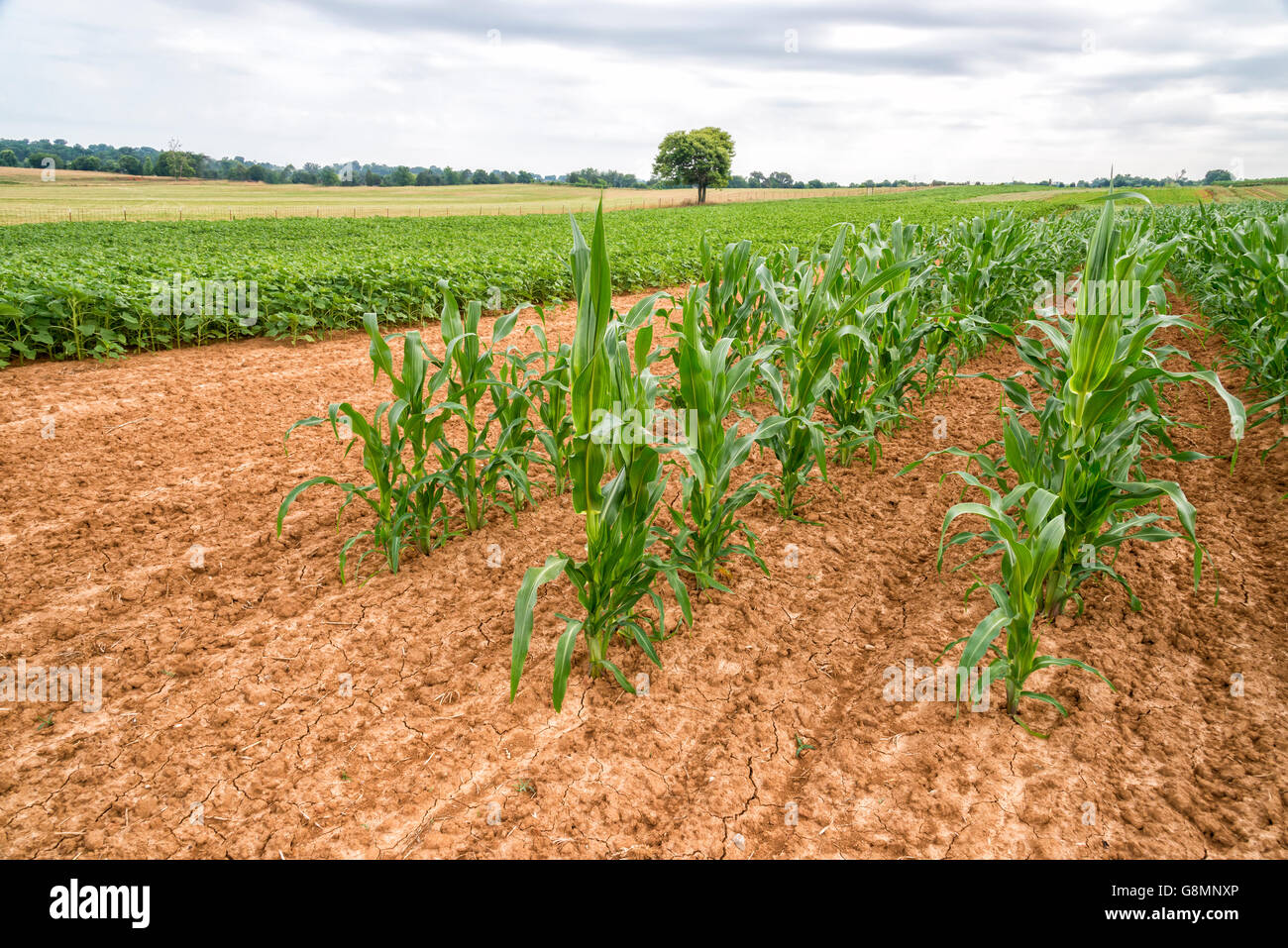 Corn growth stages hires stock photography and images Alamy