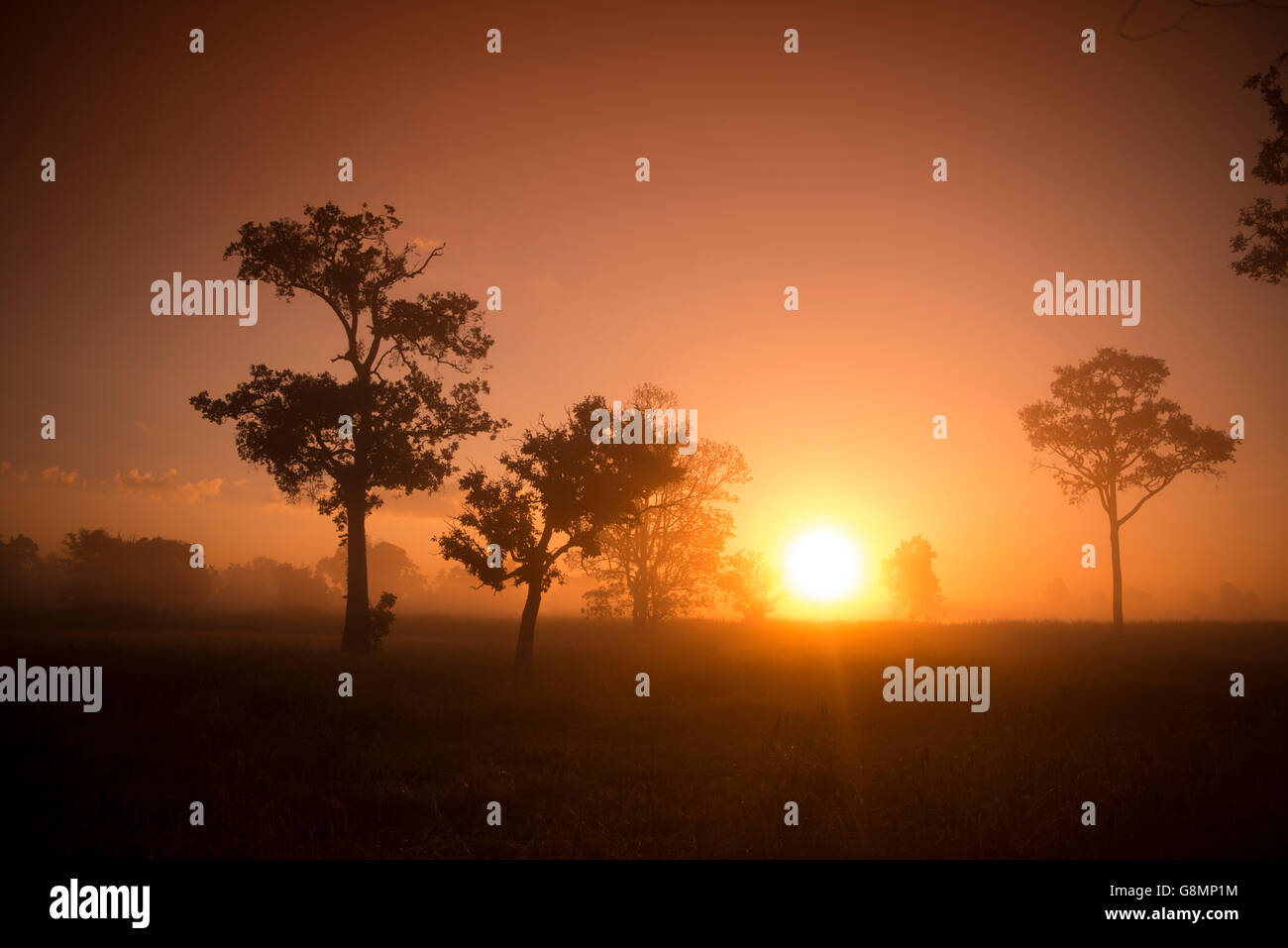 the landscape in the morning and south of the city of Surin in Isan in ...