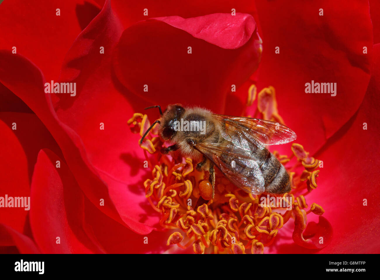 close up of bee inside red rose Stock Photo